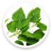 Nettle Leaves